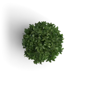 Dot Media workspace - Small green decorative plant for modern office aesthetics.