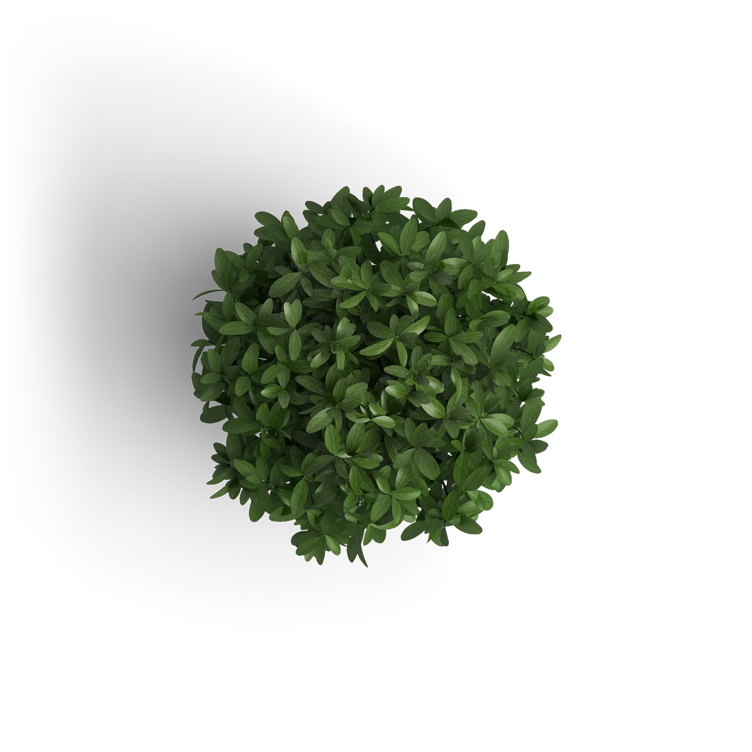 small green decorative plant