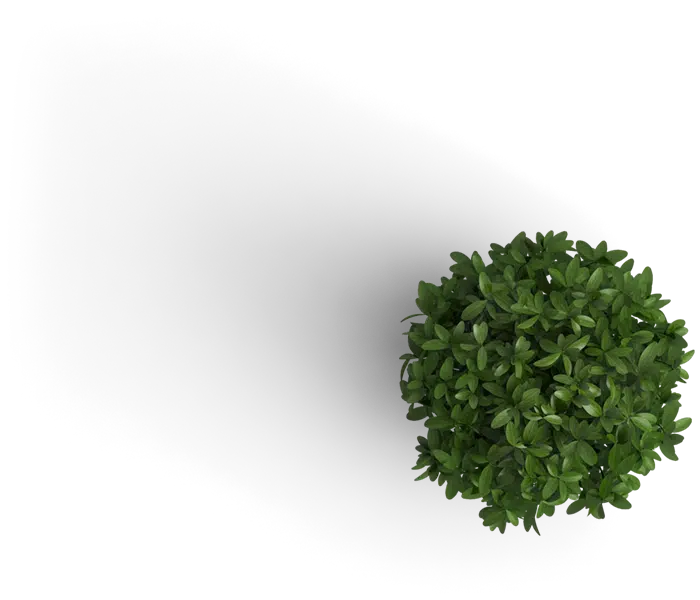 small green decorative plant