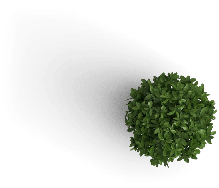 small green decorative plant