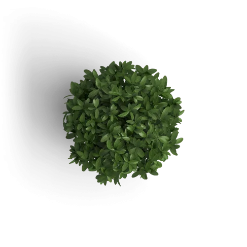 small green decorative plant